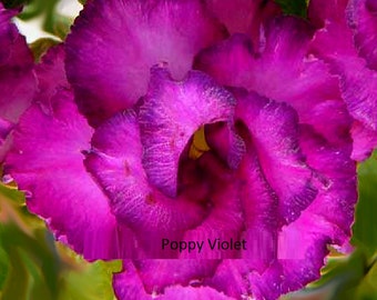 Mohnblume Adenium Obesum Samen (Wüstenrose, Sabi Star, Rosy Adenium)