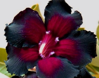 Adenium Obesum 'Galaxy's Edge' Apocynaceae Samen (Wüstenrose, Sabi Star, Rosy Adenium)