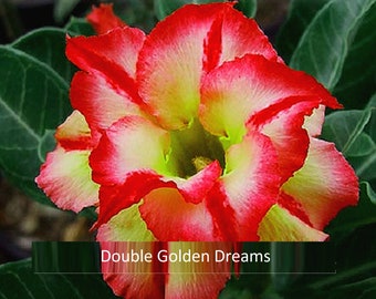 Double Golden Dreams Adenium Obesum Samen (Wüstenrose, Sabi Star, Rosy Adenium, Apocynaceae, Fun Kids Kinder Züchten Sie Ihre eigenen Blumen