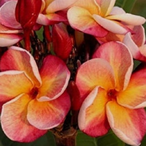 Texas Aggie Plumeria Rubra Apocynaceae Seeds - Very Fragrant Frangipani Lei Flower, container growing balcony plant, fragrant flowers)