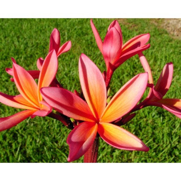 Plumeria Rubra Kauka Wilder Hybrid Seeds' - (Frangipani Seeds, Lei Flower)