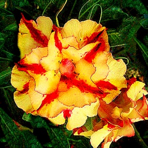 Może przedstawiać: Zbliżenie na dwa żółte kwiaty z czerwonymi paskami. Kwiaty mają delikatny, pofalowany wygląd i są w pełnym rozkwicie.