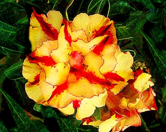 Triple Golden Compass Adenium Obesum - Apocynaceae Samen - Wüstenrose, Sabi Star, Rosy Adenium, Fun Kids Kindersamen, Wachsen Sie Ihre eigenen