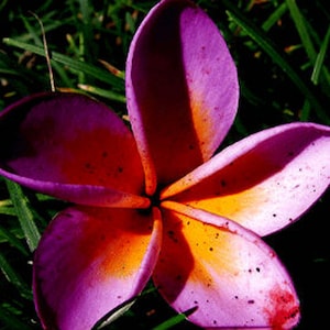 Mayuree Plumeria Rubra Apocynaceae Seeds - Very Fragrant Frangipani Lei Flower, container growing balcony plant, fragrant flowers)