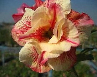 Luang Lai Adenium Obesum Samen (Wüstenrose, Sabi Star, Rosy Adenium)