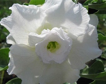 Big Chow Adenium Obesum Samen (Wüstenrose, Sabi Star, Rosy Adenium)