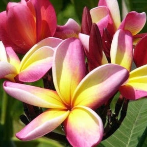 Kaneho Plumeria Rubra Apocynaceae Seeds - Very Fragrant Frangipani Lei Flower, container growing balcony plant, fragrant flowers)