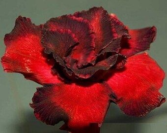 1000 Jahre alte Rose Adenium Obesum Samen (Wüstenrose, Sabi Star, Rosy Adenium)