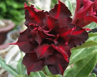 Double Dark Jupiter Adenium Obesum Seeds (Desert Rose, Sabi Star, Rosy Adenium, Apocynaceae, Fun Kids Children Grow your own flowers