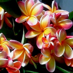 Hawaiian Silk Maile & Orchid Lei. Perfect for Any Tropical Occasions.  Perfect Piece Forall Ages. Aloha Lei. artificial 