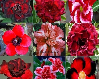 Adenium Obesum Samen Rot Mix - Doppelte und Dreifache Blüte (Desert Rose, Sabi Star, Rosy Adenium)