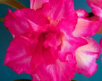 Dreifach Pink Adenium Obesum - Apocynaceae Samen - Wüstenrose, Sabi Star, Rosy Adenium, Fun Kids Kindersamen, Wachsen Sie Ihre eigenen