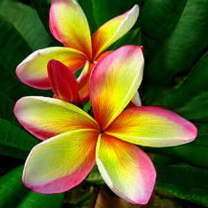 Splendour Nuan Plumeria Rubra Apocynaceae Seeds - Very Fragrant Frangipani Lei Flower, container growing balcony plant, fragrant flowers)
