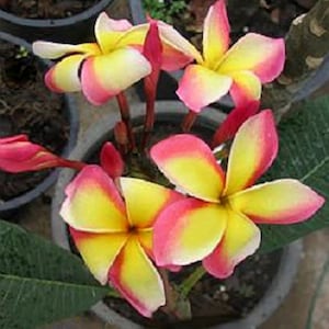 Intense Rainbow Plumeria Rubra Apocynaceae Seeds - Very Fragrant Frangipani Lei Flower, container growing balcony plant, fragrant flowers)