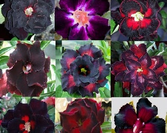 Adenium Obesum Samen Schwarze Mischung 'BIG PACKS = Du wählst'- Doppel- und Dreifachblüten (Desert Rose, Sabi Star, Rosy Adenium)