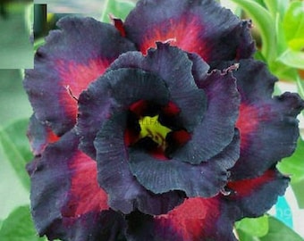 Doppel Charmantes Schwarzes Adenium Obesum Samen (Desert Rose, Sabi Star, Rosy Adenium)