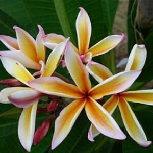 Plumeria Rubra Apocynaceae Jeranan Seeds - Very Fragrant Frangipani Lei Flower, container growing balcony plant, fragrant flowers)