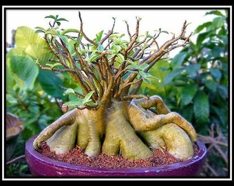 激レア/超極太/ブラックスキン】アデニウム タイソコトラナム スーパー