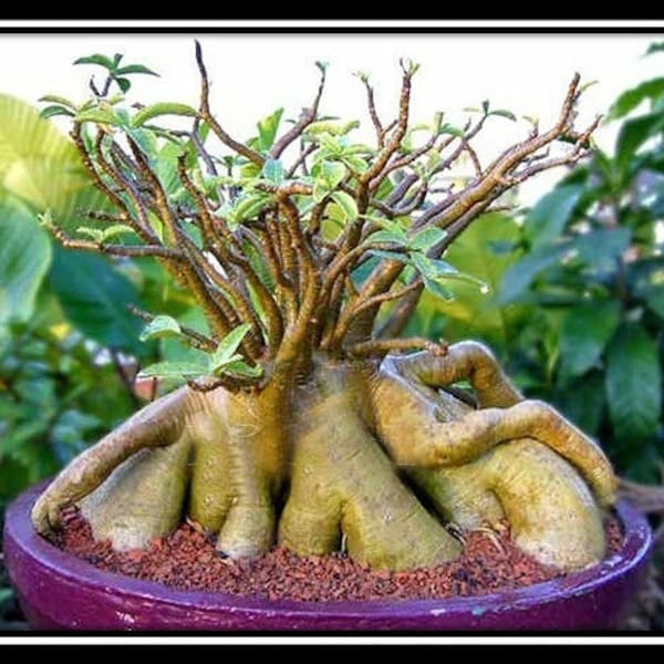 Adenium Arabicum Bang Ra Chan Dum Seeds (Desert Rose, Sabi Star, Rosy Adenium)