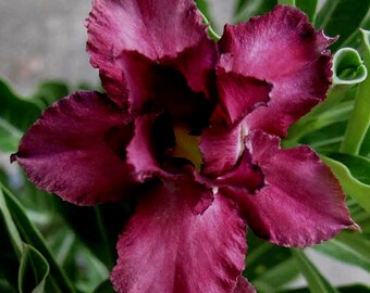 Double Violet Grey Adenium Obesum - Apocynaceae Seeds - Desert Rose, Sabi Star, Rosy Adenium, Fun Kids Children seeds, Grow your own