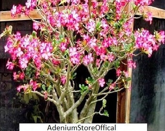 Graines Adenium Arabicum Moto Moto (Rose du désert, Sabi Star, Rosy Adenium)