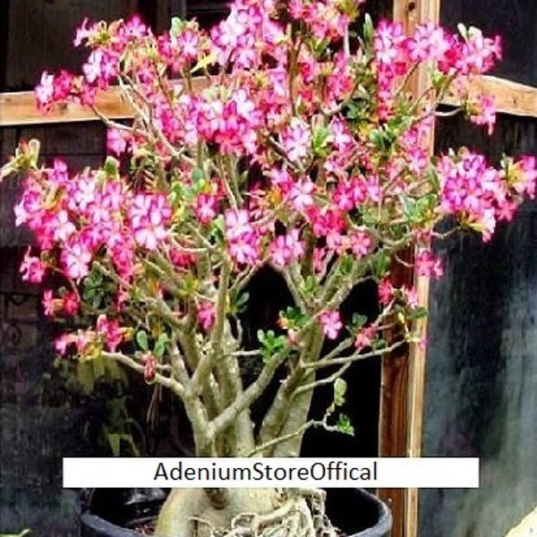 Adenium Arabicum Moto Moto Seeds (Desert Rose, Sabi Star, Rosy Adenium)