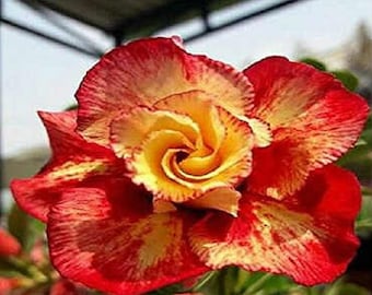 Double Event Horizon Adenium Obesum Samen (Wüstenrose, Sabi Star, Rosy Adenium)