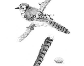 Blue Jay Drawing Etsy Blue Jay Drawing Etsy