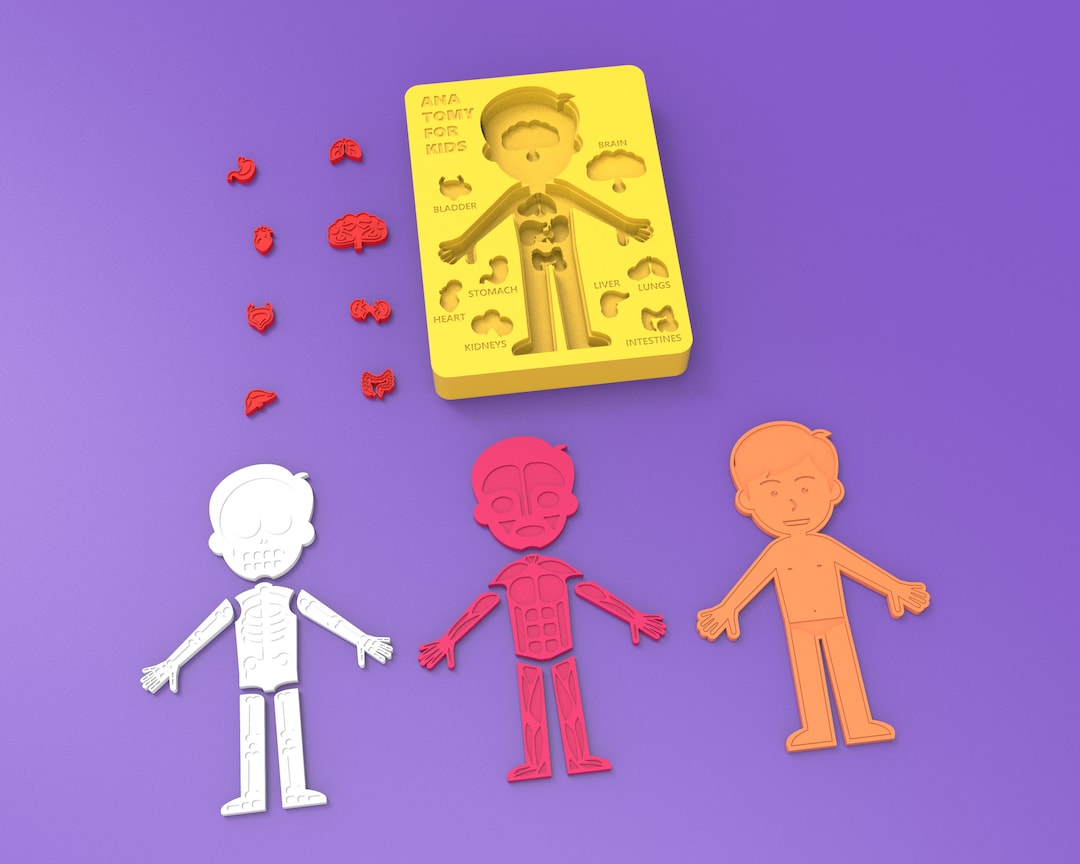 3D Printable Human Anatomy Learning Game for Kids STL File for