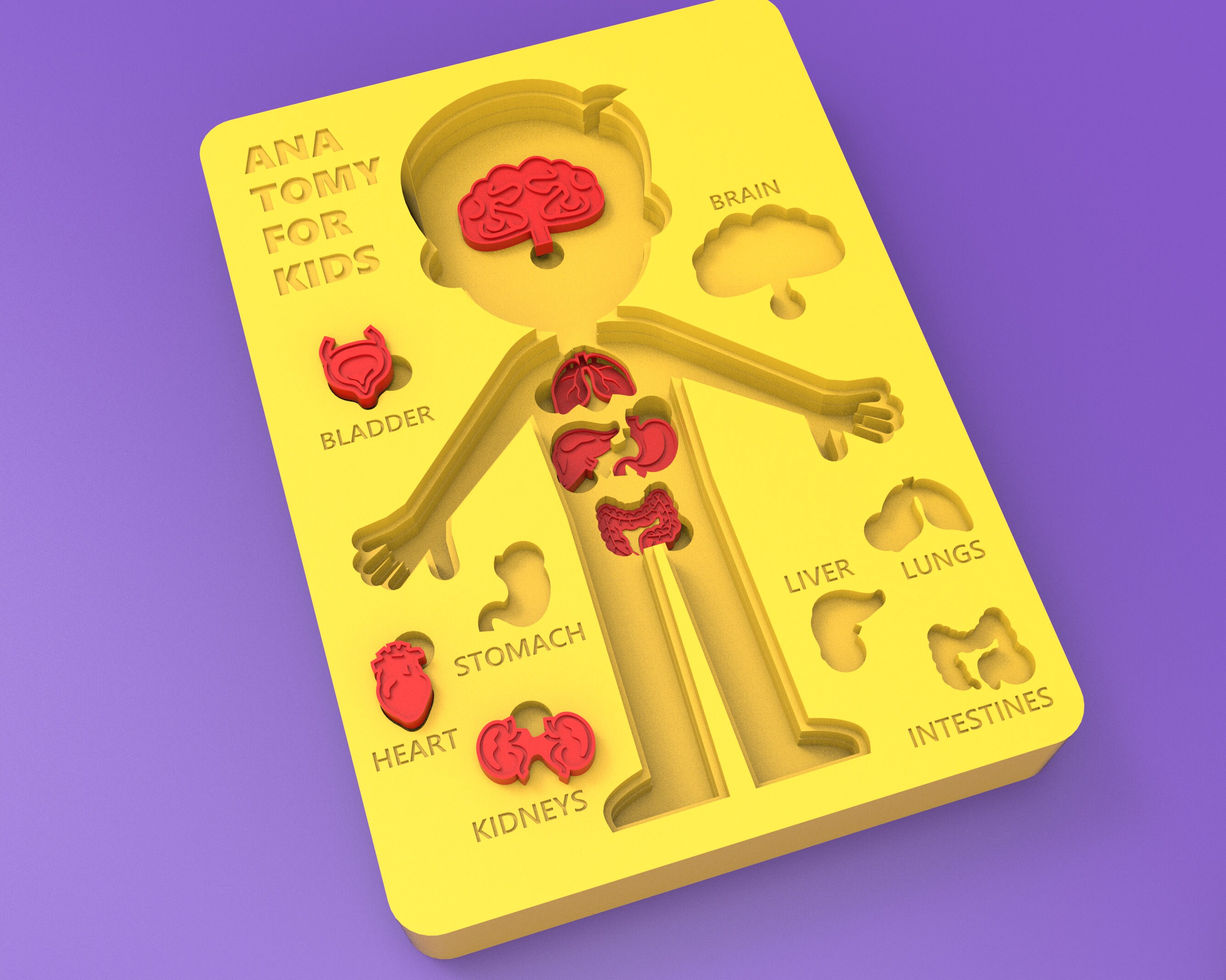 3D Printable Human Anatomy Learning Game for Kids - STL File for ...