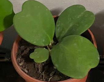 Hoya Kerrii live plant