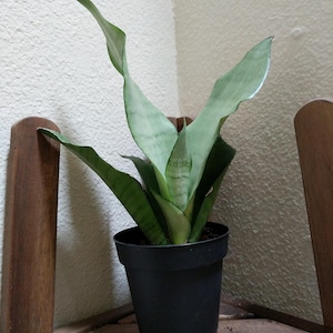 Sansevieria Moonshine - Moonshine Snake Plant