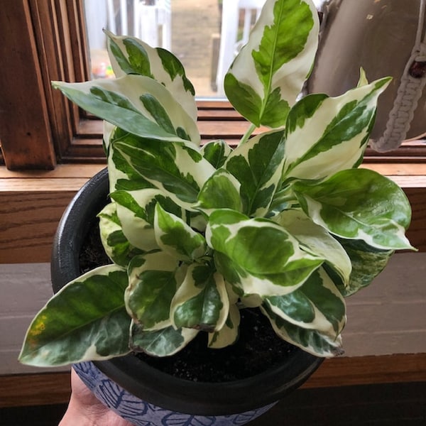 Pothos N’ Joy Plant