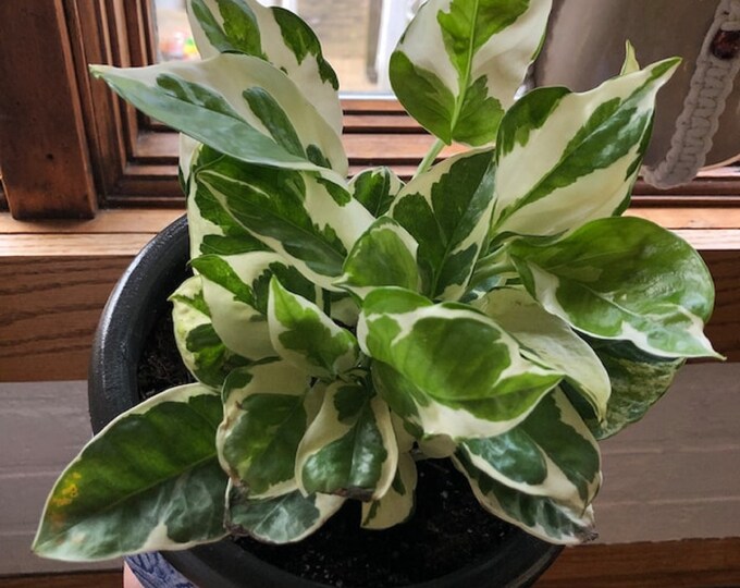 4 Pothos Njoy Live Plants Houseplants Etsy