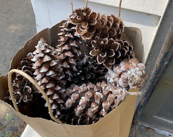 Pine Cones for crafts or decorating. White Pine, 4” and larger