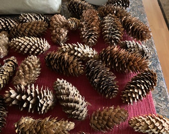 Natural Spruce Cones, ongoing collection!