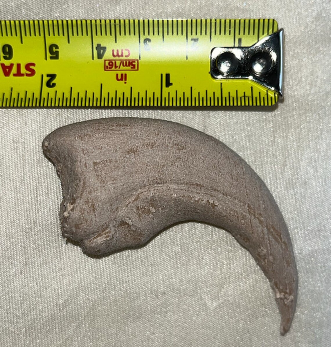 Baryonyx Claw Fossil 3D Printed Replica - Etsy