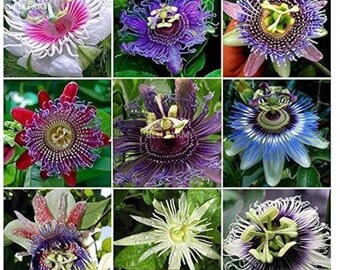 Passion Flowers Vines.