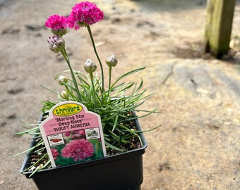 Thrift Armeria