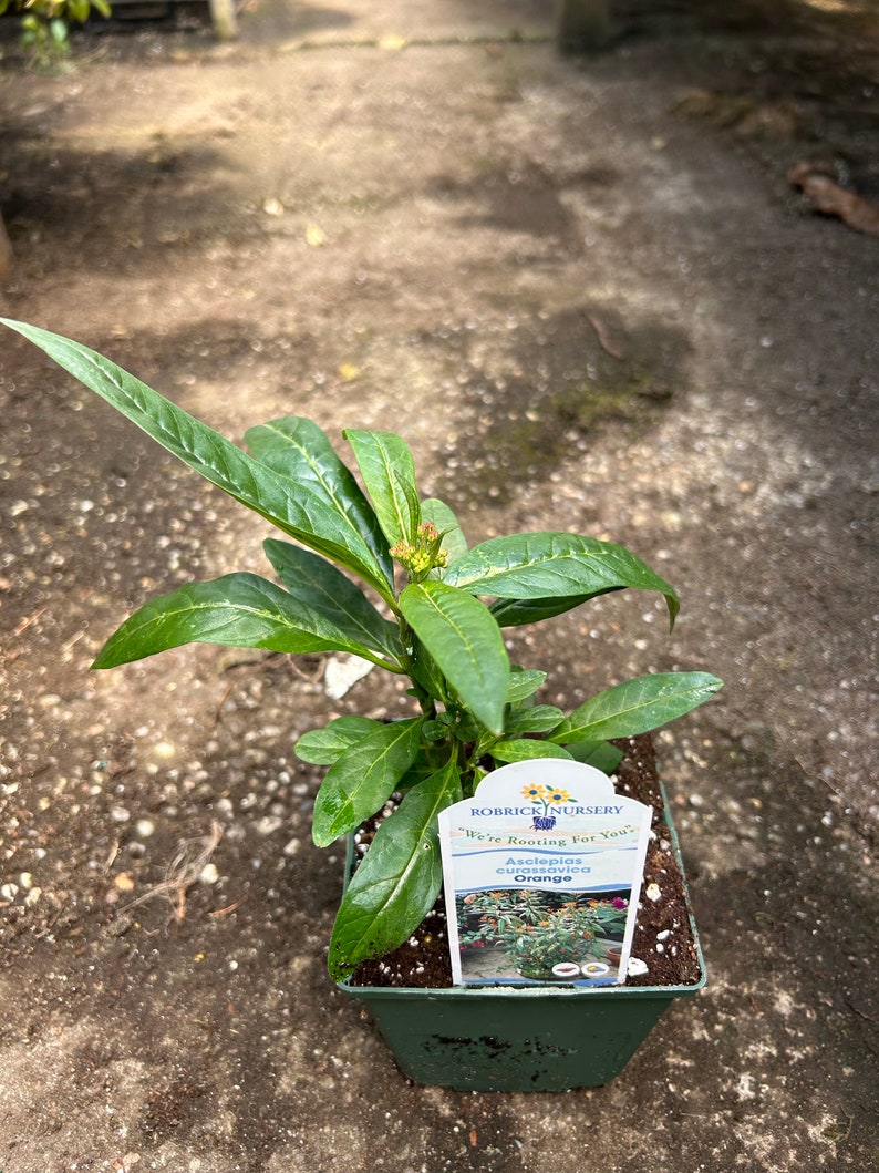 Asclepias Curassavica Milkweed - Etsy