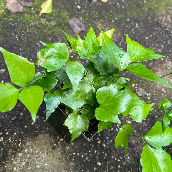 Japanese “Holly Fern”