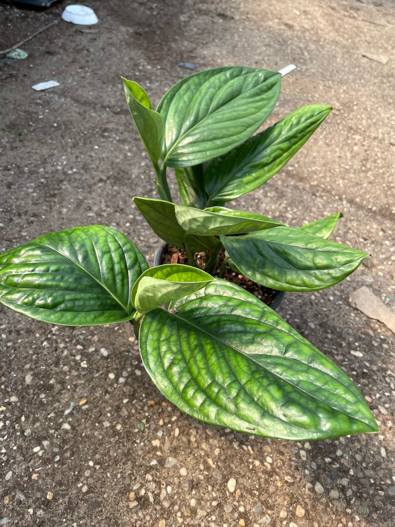 Monstera Peru image 4