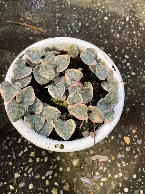 Variegated String of Hearts Etsy