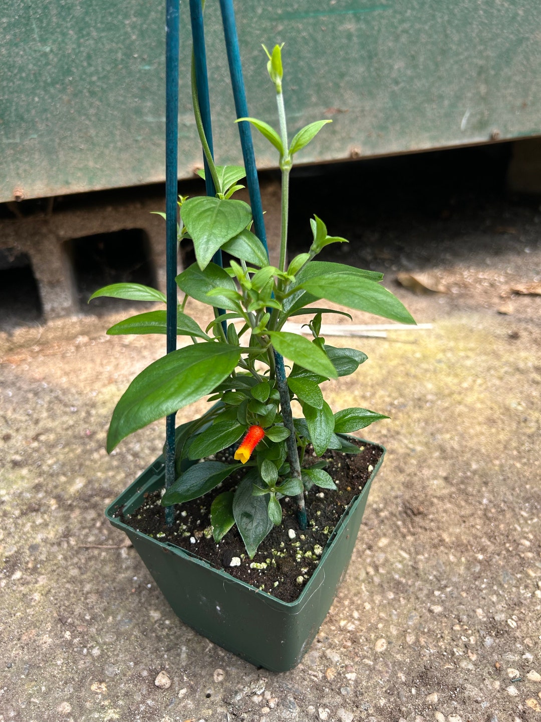 Manettia Candy Corn Vine Etsy Manettia candy corn vine etsy