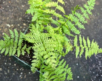 Lady Fern