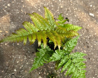 Dwarf Autumn Fern “Prolifica”