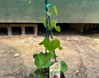 Aristolochia Gigantea “Dutchman’s Pipe”