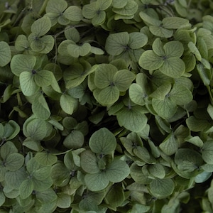 May include: A close-up of a bunch of green hydrangea flower petals. The petals are soft and velvety, and they have a delicate texture.