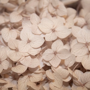 May include: Close-up of dried hydrangea flower heads, featuring delicate, pale brown petals with intricate veins. The petals are arranged in a cluster, creating a soft and textured background.
