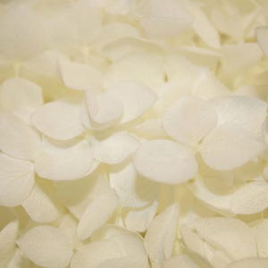 May include: Close-up of a collection of white hydrangea petals. The petals are layered and overlapping, creating a soft, textured appearance. The color is a creamy white, with subtle variations in tone. The overall effect is delicate and natural.